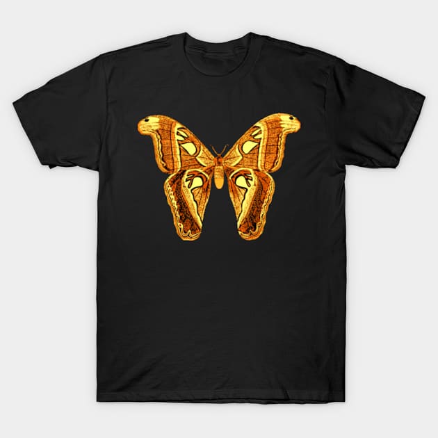 Beautiful orange butterfly T-Shirt by sungraphica